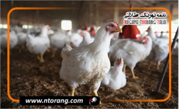 ایران به خودکفایی کامل در تولید گوشت مرغ و تخم‌مرغ رسید